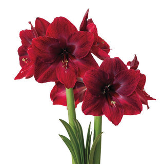 Red Pearl Amaryllis Seeds